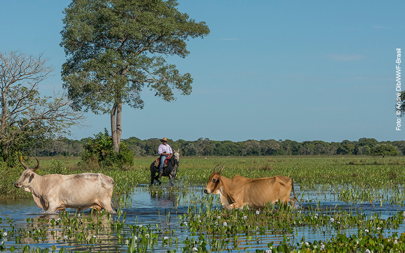 Boviplan e WWF lançam programa de apoio à produção sustentável no Pantanal