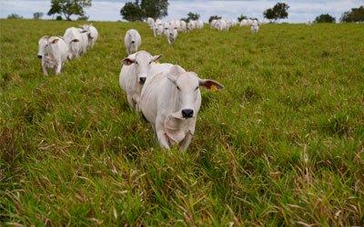 El País | O pasto que sequestra mais carbono e que pode revolucionar a pecuária